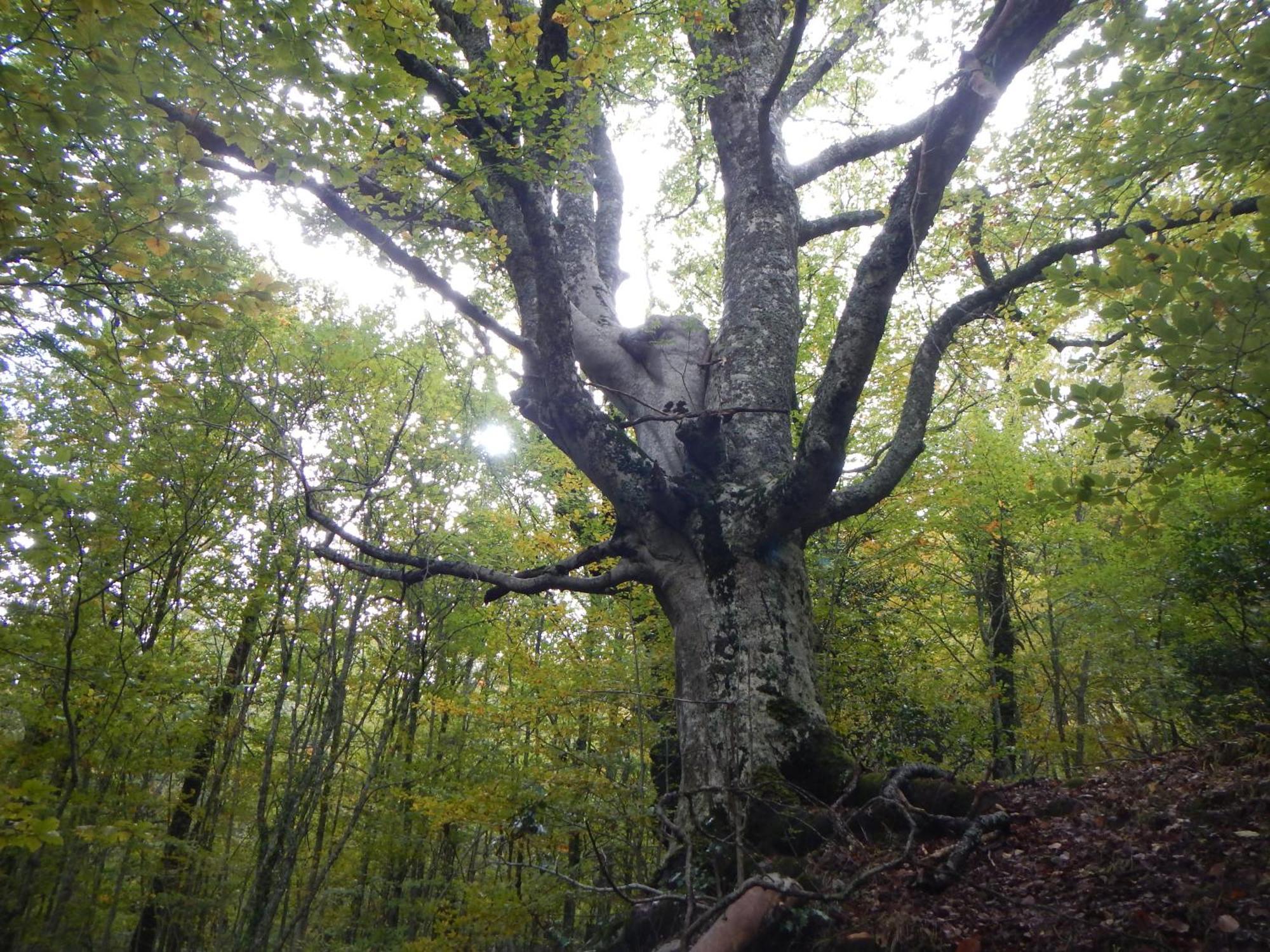 Alojamiento Rural Fuente Del Arca Pradena del Rincon 外观 照片